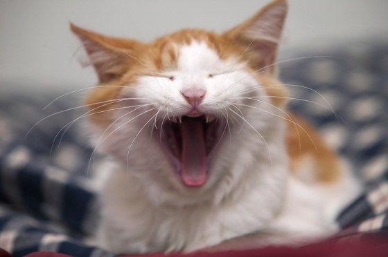Cat Yawning